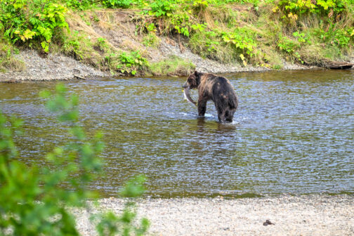 Spasski River Valley Wildlife & Bear Search
