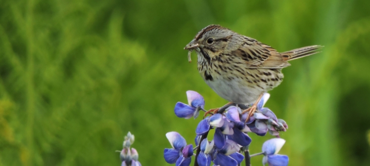 Discovering Birds of Hoonah
